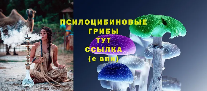 Галлюциногенные грибы Psilocybine cubensis  hydra вход  Кувшиново 